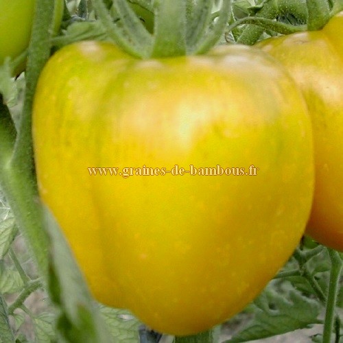 Tomate yellow stuffer graines