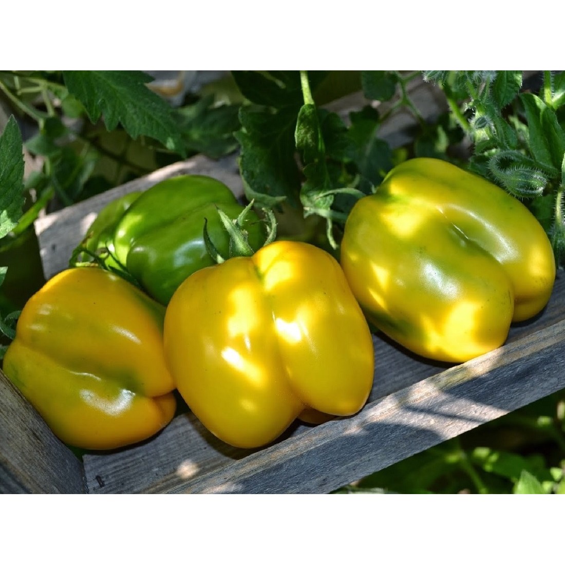 Tomate yellow stuffer jaune graines de bambous fr