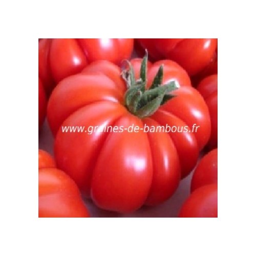 Tomate zapotec graines de bambous eu tomato seeds