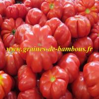 Tomate zapotec graines de bambous eu