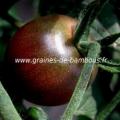 Tomate Cherry black réf.541