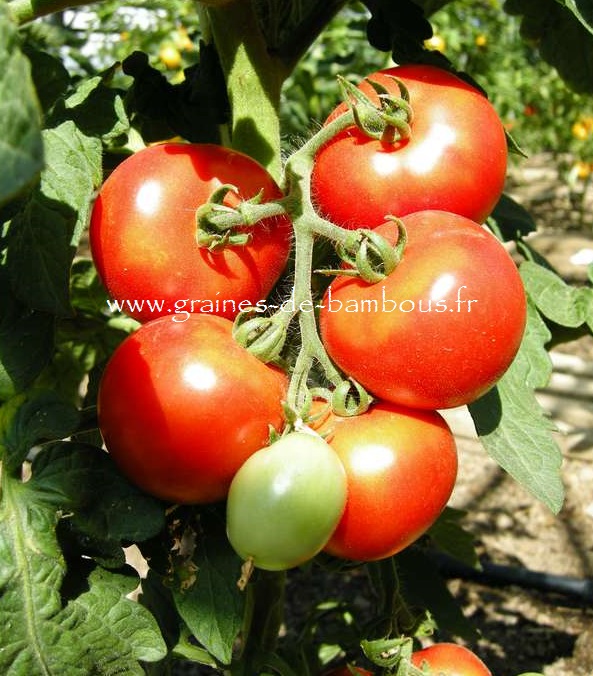 Tomatensamen bestellen tomate kremser perle lycopersicon esculentum demeter samen