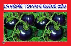 tomates-bleues-osu.jpg