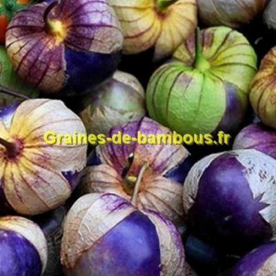 Tomatille pourpre graines