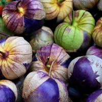 Tomatille purple graines