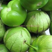 Tomatillo verde graines de bambous fr