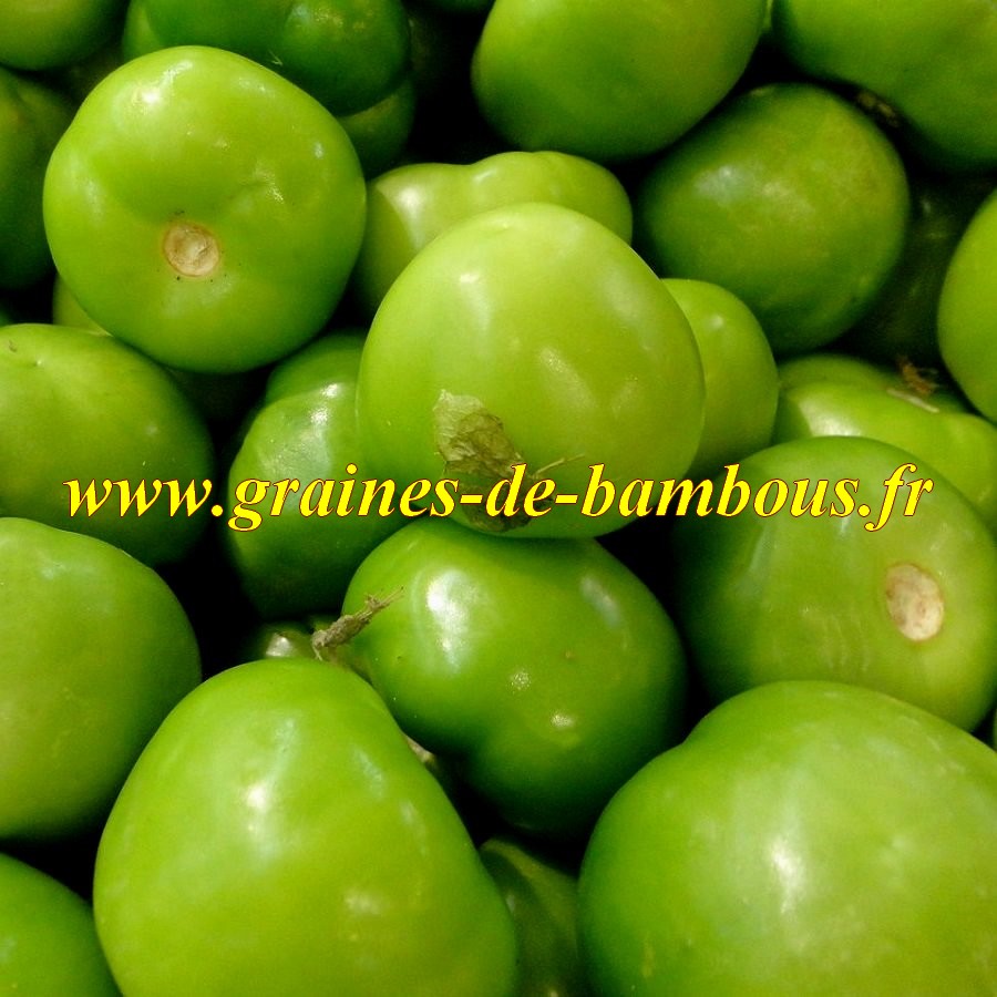 Tomatillo verde graines de tomatille