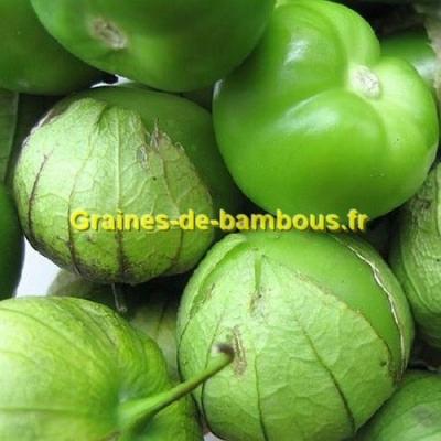 Tomatillo verde sur graines de bambous fr