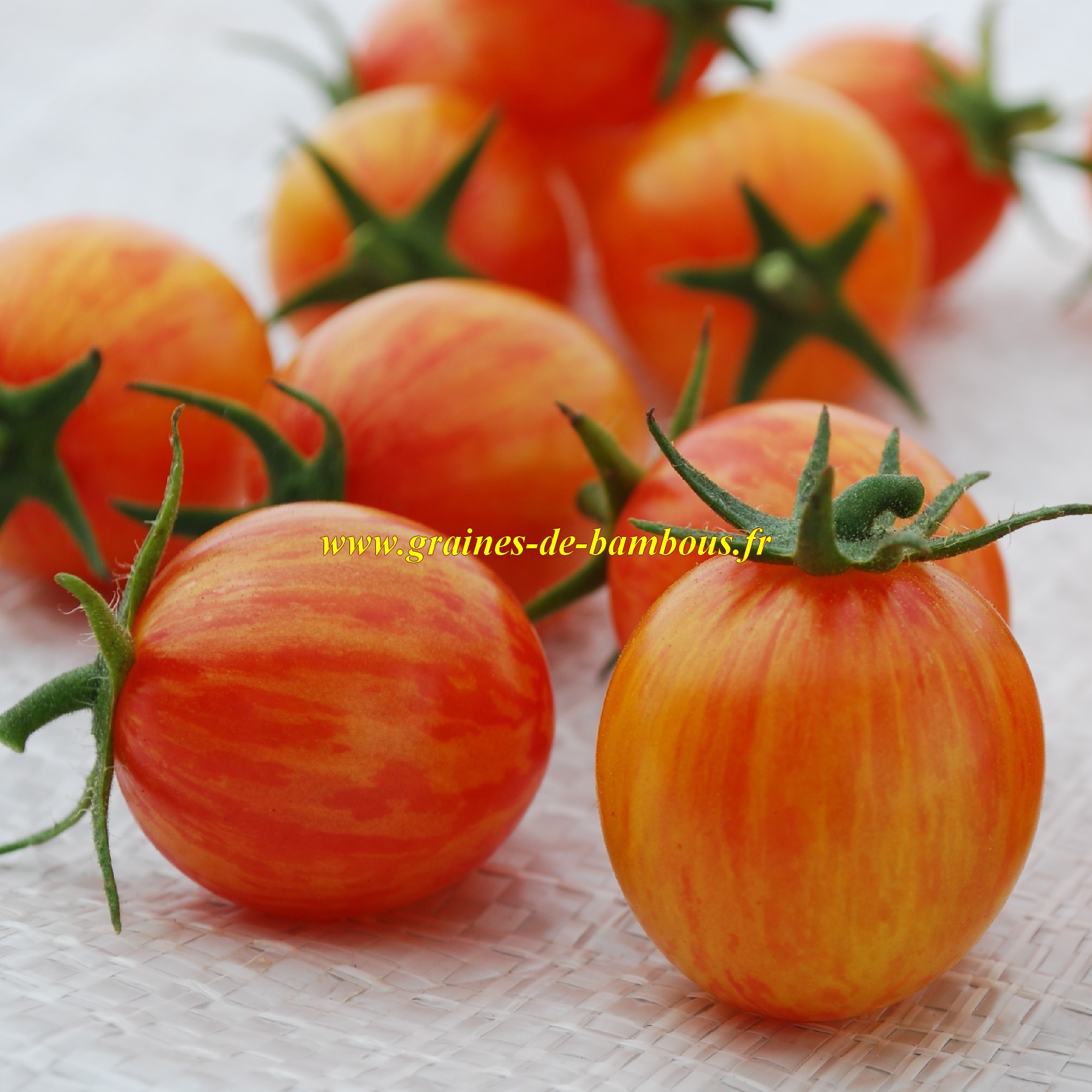 Tomato golden bumble bee