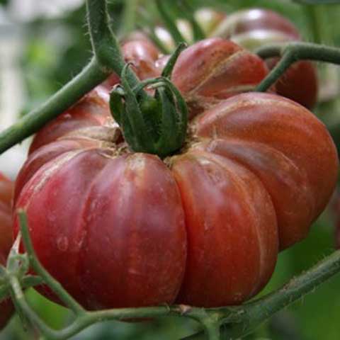 Tomato purple calabash lrg