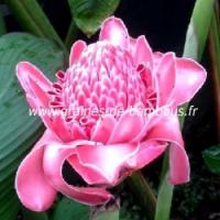 Torch ginger pink graines de bambous fr