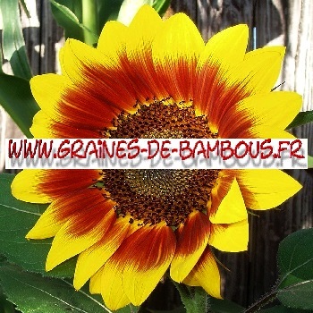 Tournesol beaute d automne 1000 graines