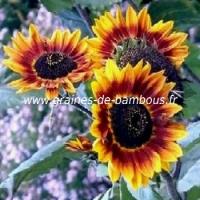 tournesol-beaute-d-automne-www-graines-de-bambous-fr-2.jpg