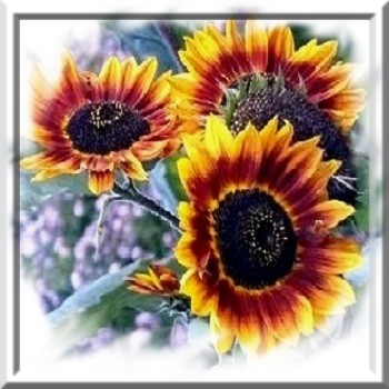tournesol-beaute-d-automne-www-graines-de-bambous-fr-www-grainesdebambous-com.jpg