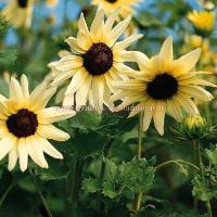 Tournesol blanc