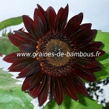 Tournesol chocolat graines