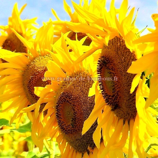 Tournesol Soleil Géant jaune à cœur noir 100 grammes