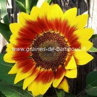 Tournesol graines