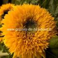 Tournesol teddy bear graines semences