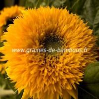 Tournesol teddy bear graines