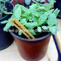 tournesol-teddy-bear-semis-www-graines-de-bambous-fr.jpg