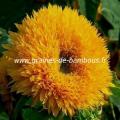 Tournesol Teddy Bear réf.417