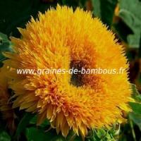 tournesol-teddy-bear-www-graines-de-bambous-fr-1.jpg