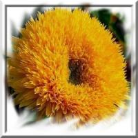 tournesol-teddy-bear-www-graines-de-bambous-fr-www-grainesdebambous-com.jpg