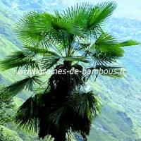 trachycarpus-takil-www-graines-de-bambous-fr.jpg