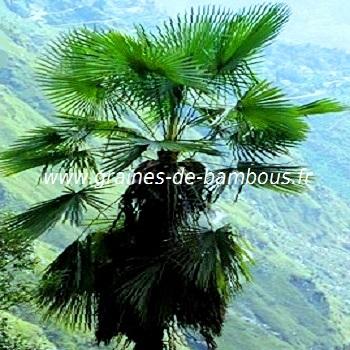 trachycarpus-takil-www-graines-de-bambous-fr.jpg