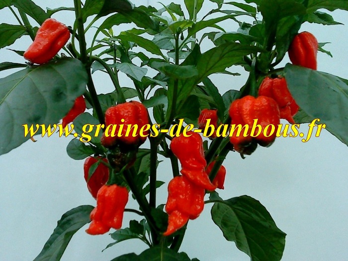 Trinidad scorpion piment 1