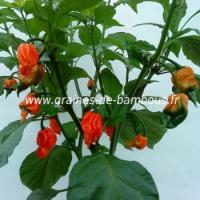 trinidad-scorpion-piment-plant-www-graines-de-bambous-fr.jpg