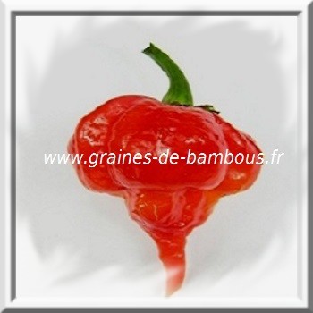 trinidad-scorpion-piment-www-graines-de-bambous-fr-www-grainesdebambous-com.jpg