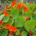 Tropaeolum majus spitfire graine de bambous fr