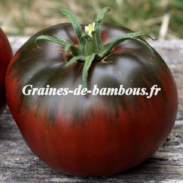 Tula graines en gros