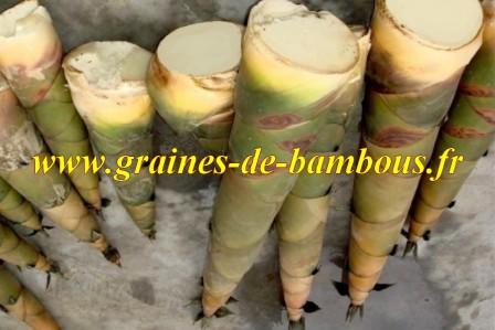 Turions de bambou moso phyllostachys edulis phyllostachys pubescens recette de turion