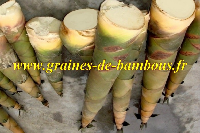 Turions de bambou moso phyllostachys edulis recette 1