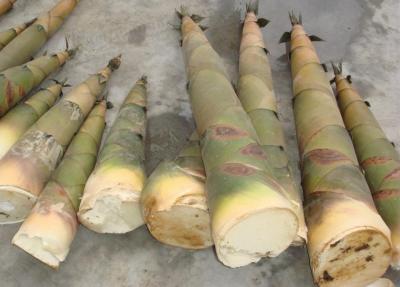 Turions de bambous moso
