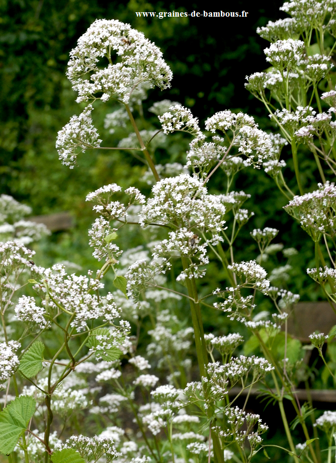 Graines de Valériane officinale (plante médicinale) - Prix: €2.05