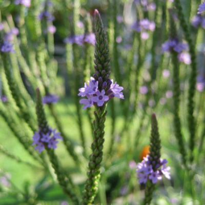 Verbena officinalis www graines de bambous fr