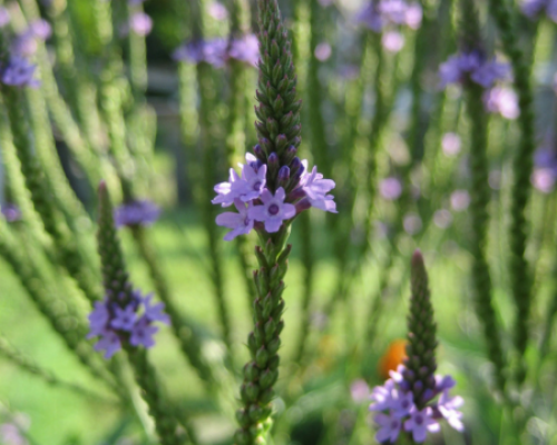 Verbena officinalis www graines de bambous fr