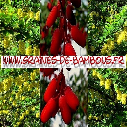 vinettier-berberis-vulgaris-1000-graines-www-graines-de-bambous-fr.jpg