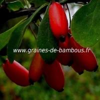 vinettier-epinette-berberis-vulgaris-www-graines-de-bambous-fr.jpg