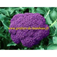 Violet de sicile semences de chou fleur