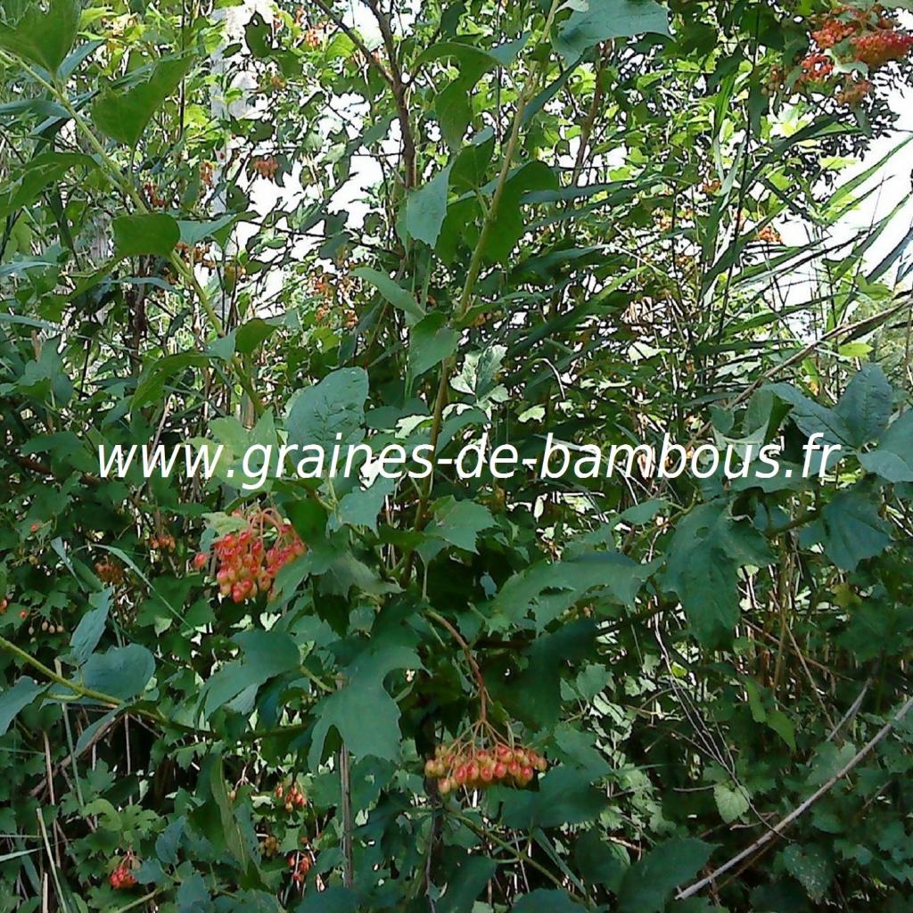 viorne-obier-viburnum-opulus-www-graines-de-bambous-fr.jpg