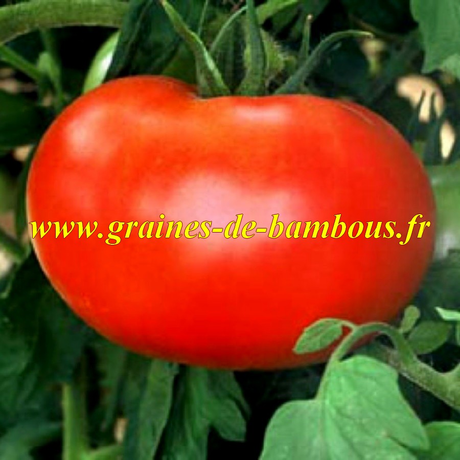 Watermelon beefsteak graines de tomate