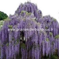 Wisteria floribunda glycine du japon graines de bambous fr