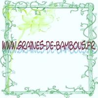 www-graines-de-bambous-fr-ll.jpg