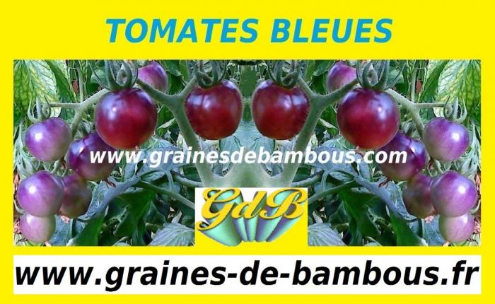 www-grainesdebambous-com-www-graines-de-bambous-fr.jpg