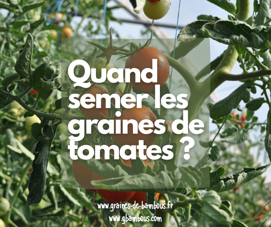 Quand faut-il semer les graines de Tomates ?